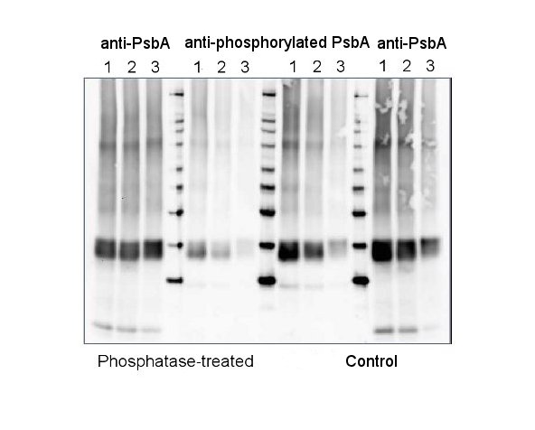 western blot using anti-phosphorylated PsbA